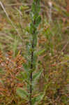 Soft goldenaster